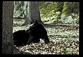 10010-00178-Black Bear.jpg