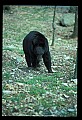 10010-00186-Black Bear.jpg
