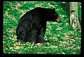 10010-00188-Black Bear.jpg