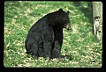 10010-00189-Black Bear.jpg