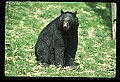 10010-00190-Black Bear.jpg