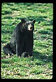 10010-00192-Black Bear.jpg