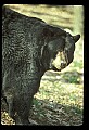 10010-00194-Black Bear.jpg