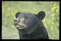 10010-00200-Black Bear.jpg
