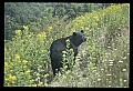 10010-00201-Black Bear.jpg