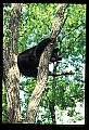10010-00205-Black Bear.jpg