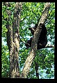 10010-00206-Black Bear.jpg
