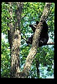 10010-00211-Black Bear.jpg