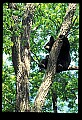10010-00213-Black Bear.jpg