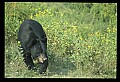 10010-00215-Black Bear.jpg
