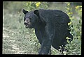 10010-00216-Black Bear.jpg