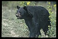 10010-00217-Black Bear.jpg