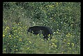 10010-00218-Black Bear.jpg