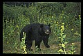 10010-00219-Black Bear.jpg