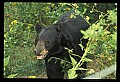 10010-00222-Black Bear.jpg