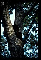 10010-00224-Black Bear.jpg
