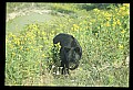 10010-00225-Black Bear.jpg