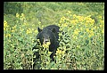 10010-00226-Black Bear.jpg