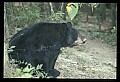 10010-00227-Black Bear.jpg
