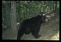 10010-00228-Black Bear.jpg