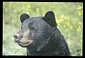 10010-00230-Black Bear.jpg