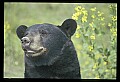 10010-00231-Black Bear.jpg