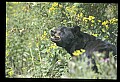 10010-00232-Black Bear.jpg