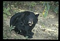 10010-00243-Black Bear.jpg