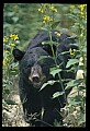 10010-00246-Black Bear.jpg