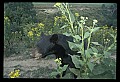 10010-00247-Black Bear.jpg