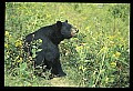 10010-00251-Black Bear.jpg