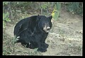 10010-00252-Black Bear.jpg