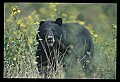 10010-00254-Black Bear.jpg