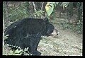 10010-00256-Black Bear.jpg