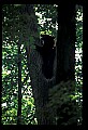 10010-00264-Black Bear.jpg