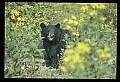 10010-00267-Black Bear.jpg