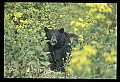 10010-00268-Black Bear.jpg