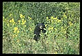 10010-00273-Black Bear.jpg
