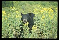10010-00277-Black Bear.jpg