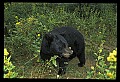 10010-00281-Black Bear.jpg