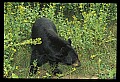 10010-00283-Black Bear.jpg