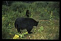 10010-00286-Black Bear.jpg