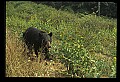 10010-00288-Black Bear.jpg