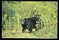 10010-00291-Black Bear.jpg
