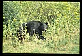 10010-00292-Black Bear.jpg