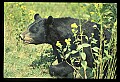 10010-00294-Black Bear.jpg