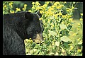 10010-00296-Black Bear.jpg