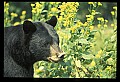 10010-00297-Black Bear.jpg