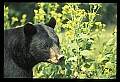 10010-00298-Black Bear.jpg