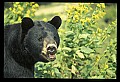 10010-00299-Black Bear.jpg